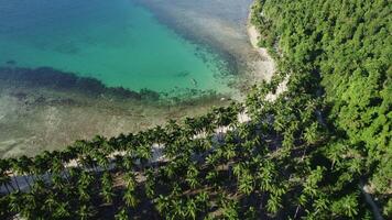 tropisch Strand mit Palme Bäume und Blau Wasser video