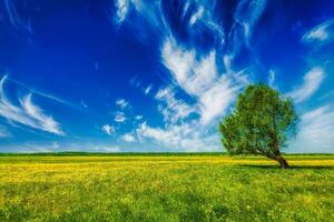 primavera verano verde campo paisaje paisaje con soltero árbol foto