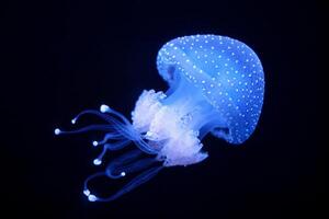 Tropical Jellyfish Phyllorhiza punctata white-spotted jellyfish underwater photo