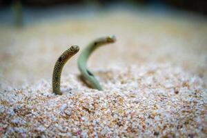 Spotted garden eel photo