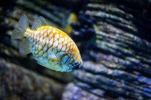 Australian pineapplefish fish in sea photo