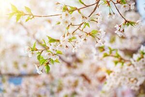 Blooming sakura cherry blossom photo