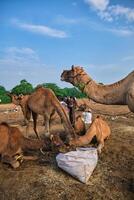 Camels at Pushkar Mela Pushkar Camel Fair , India photo