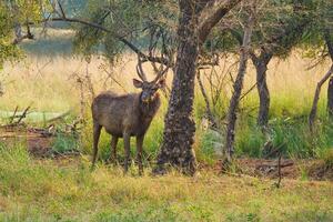 masculino sambar rusa unicolor ciervo en ranthambore nacional parque, rajastán, India foto