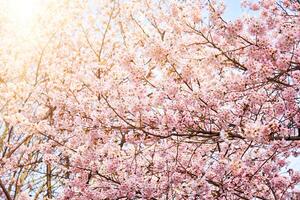 Blooming sakura cherry blossom photo