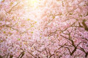 Blooming sakura cherry blossom photo