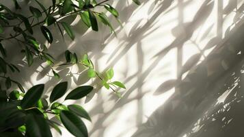 The shadow from plants cast on an empty wall. photo