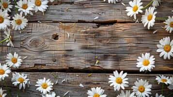 A background of vibrant white daisies scattered around a rustic wooden surface. photo