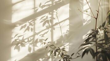 The shadow from plants cast on an empty wall. photo