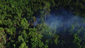 Jungle fire, blue smoke over palm trees video