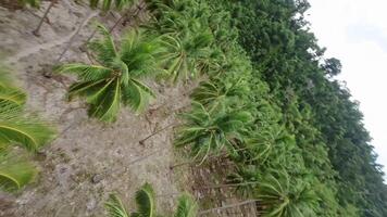 fpv zumbido moscas mediante palma arboles a el playa en acción modo video