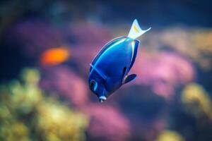 Powder-blue surgeonfish fish in sea photo