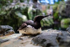 inca golondrina de mar larosterna inca foto