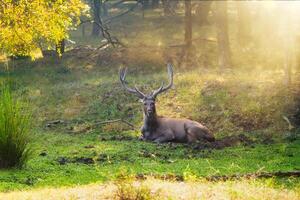 Beautiful male sambar Rusa unicolor deer resting in the Ranthambore National Park, Rajasthan, India. photo