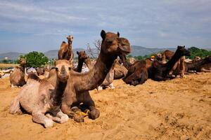 Camels at Pushkar Mela Pushkar Camel Fair , India photo