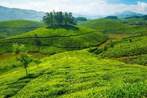 té plantaciones, India foto