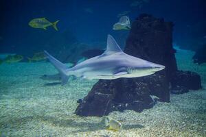 banco de arena tiburón carcharhinus plomero foto