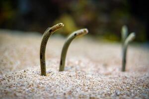 Spotted garden eel photo