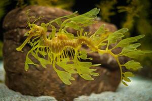 Leafy Seadragon Phycodurus eques fish underwater photo