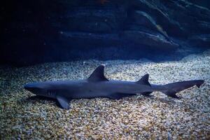 Whitetip reef shark photo