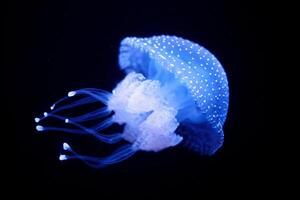 Tropical Jellyfish Phyllorhiza punctata white-spotted jellyfish underwater photo