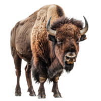 ein amerikanisch Bison Stehen im Vorderseite von ein einfach Hintergrund, ein amerikanisch Bison isoliert auf transparent Hintergrund png