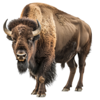 A lone American bison is standing in front of a plain background, a american bison isolated on transparent background png