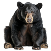 American black bear sitting in front of a plain background, a american black bear isolated on transparent background png