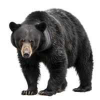 A black bear standing on a background, a american black bear isolated on transparent background png