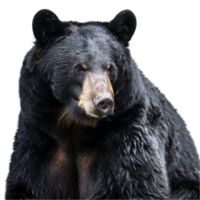 américain noir ours séance vers le bas dans de face de une plaine arrière-plan, une américain noir ours isolé sur transparent Contexte png