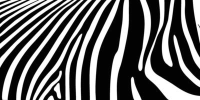 striped zebra pattern vector