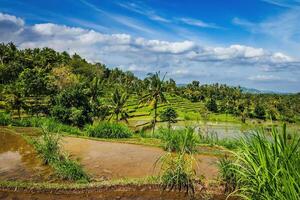 Green rice terraces photo