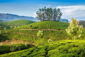 Plantaciones de té verde en Munnar, Kerala, India foto