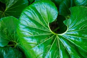 Leopard plant Farfugium japonicum Giganteum leaves photo