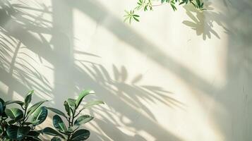 The shadow from plants cast on an empty wall. photo