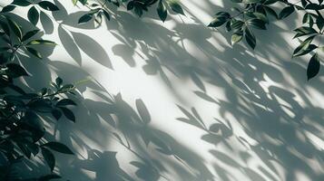 Shadows from leaves on white background in the style of abstract nature. photo