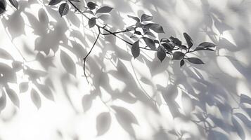 Shadows from leaves on white background in the style of abstract nature. photo