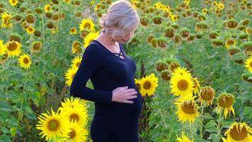 schwanger Mädchen im ein Feld von Sonnenblumen video