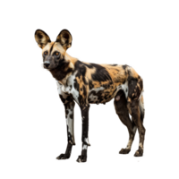 A wild dog from Africa stands confidently against a plain white backdrop, a african wild dog isolated on transparent background png