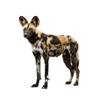 ein wild Hund von Afrika steht selbstbewusst gegen ein einfach Weiß Hintergrund, ein afrikanisch wild Hund isoliert auf transparent Hintergrund png