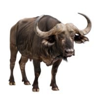 An African buffalo standing in front of a plain background, a african buffalo isolated on transparent background png