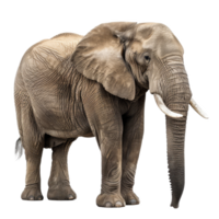 An African elephant standing in front of a background, a african elephant isolated on transparent background png