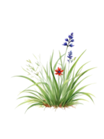 herbe clipart transparent Contexte png