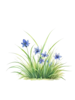 grass clipart transparent background png