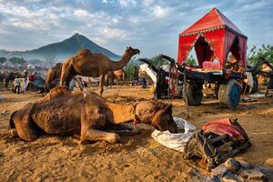 Camels at Pushkar Mela Pushkar Camel Fair , India photo