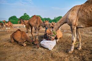 Camels at Pushkar Mela Pushkar Camel Fair , India photo