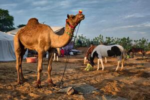 Camels at Pushkar Mela Pushkar Camel Fair , India photo