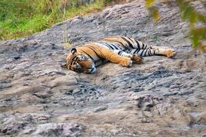 hermosa real Bengala Tigre descansando en ranthambore nacional parque, rajastán, India foto