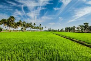 Rice close up, India photo