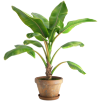 Banana plant in flower pot, transparent background png